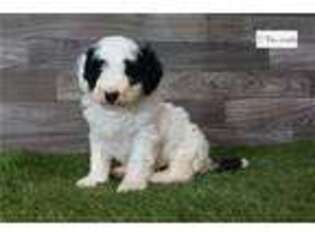 Goldendoodle Puppy for sale in Fort Wayne, IN, USA