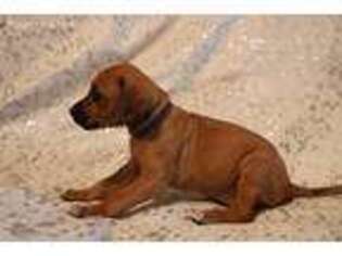 Rhodesian Ridgeback Puppy for sale in Griswold, IA, USA