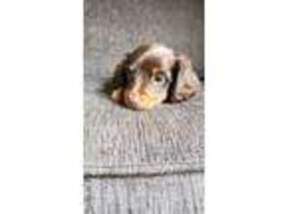 Dachshund Puppy for sale in Millersburg, OH, USA