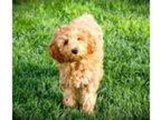 Labradoodle Puppy for sale in Colrain, MA, USA