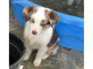 Miniature Australian Shepherd Puppy for sale in Gainesville, FL, USA