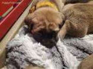 Mastiff Puppy for sale in Auburn, IN, USA
