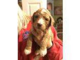 Goldendoodle Puppy for sale in Raymond, WA, USA