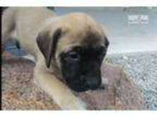 Mastiff Puppy for sale in Chicago, IL, USA