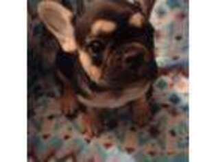 French Bulldog Puppy for sale in Fairview, MO, USA