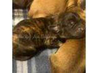 Dachshund Puppy for sale in Lakeland, FL, USA