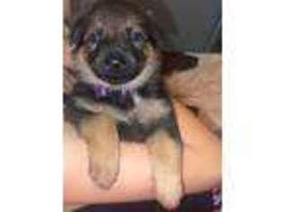 German Shepherd Dog Puppy for sale in Los Angeles, CA, USA