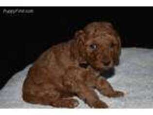 Mutt Puppy for sale in Morgantown, PA, USA