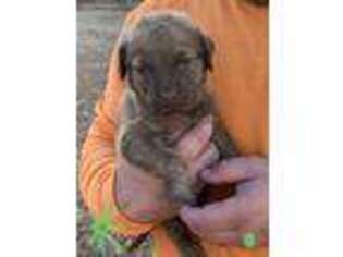 Chesapeake Bay Retriever Puppy for sale in Lucama, NC, USA