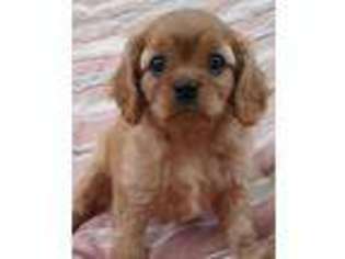 Cavalier King Charles Spaniel Puppy for sale in Mifflinburg, PA, USA