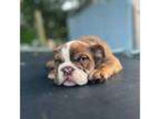 Bulldog Puppy for sale in Kissimmee, FL, USA