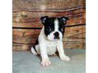 Boston Terrier Puppy for sale in Arthur, IL, USA