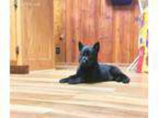 German Shepherd Dog Puppy for sale in Centerville, TN, USA