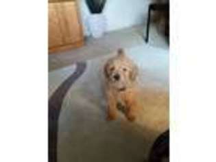 Goldendoodle Puppy for sale in Sussex, WI, USA