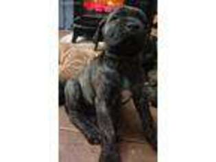 Mastiff Puppy for sale in Colville, WA, USA