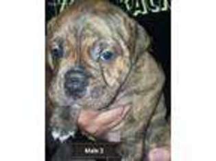 Olde English Bulldogge Puppy for sale in Woodburn, OR, USA