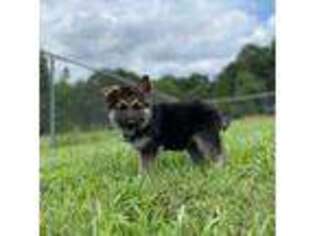 German Shepherd Dog Puppy for sale in Inman, SC, USA