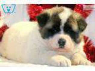 Akita Puppy for sale in Lancaster, PA, USA
