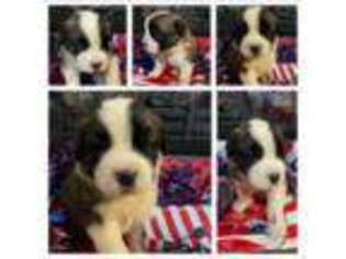 Saint Bernard Puppy for sale in Goldsboro, NC, USA