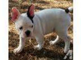 French Bulldog Puppy for sale in RED BLUFF, CA, USA