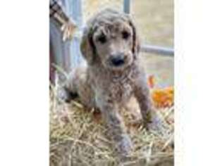 Goldendoodle Puppy for sale in Lowell, AR, USA