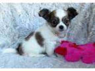 Chihuahua Puppy for sale in Columbia, SC, USA