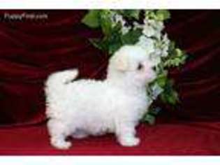 Maltese Puppy for sale in Vandalia, IL, USA
