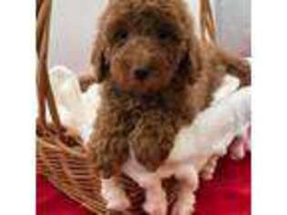 Cavapoo Puppy for sale in Greer, SC, USA