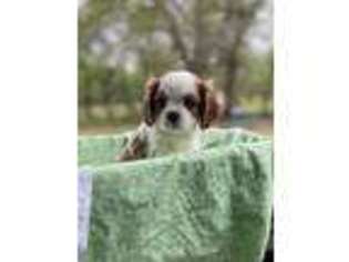 Cavalier King Charles Spaniel Puppy for sale in Wapanucka, OK, USA