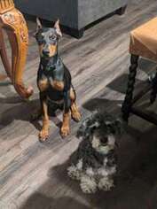 Doberman Pinscher Puppy for sale in Rincon, GA, USA