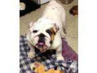 Bulldog Puppy for sale in LOUISVILLE, KY, USA