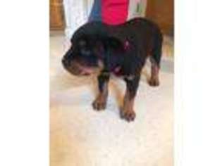 Rottweiler Puppy for sale in Freeville, NY, USA