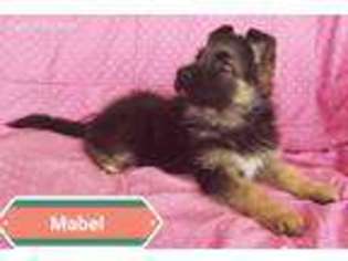 German Shepherd Dog Puppy for sale in Morrow, OH, USA
