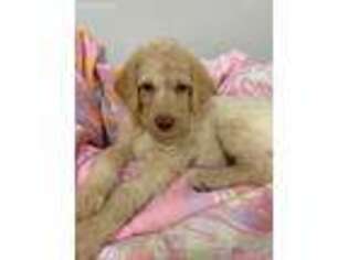 Labradoodle Puppy for sale in Pierson, FL, USA