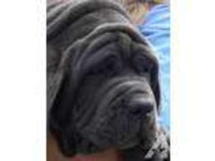 Neapolitan Mastiff Puppy for sale in MULDROW, OK, USA