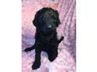 Goldendoodle Puppy for sale in Antlers, OK, USA