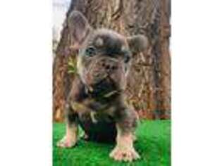 French Bulldog Puppy for sale in Manor, TX, USA