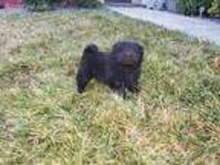 Chow Chow Puppy for sale in Adelanto, CA, USA