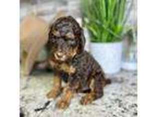 Mutt Puppy for sale in Newman, CA, USA