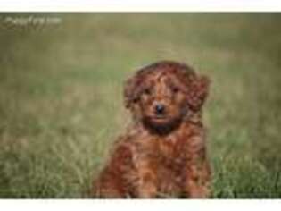 Irish Setter Puppy for sale in Grand Rapids, MI, USA
