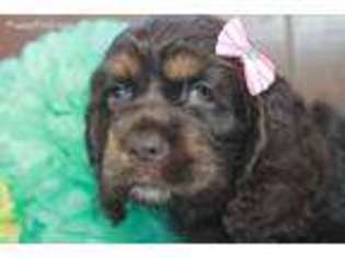Cocker Spaniel Puppy for sale in Goshen, IN, USA