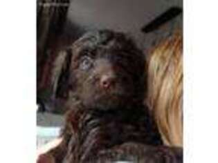 Labradoodle Puppy for sale in Johnson City, TN, USA