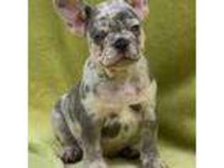 French Bulldog Puppy for sale in Clearwater, FL, USA
