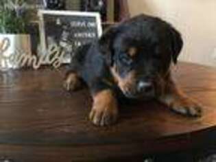 Rottweiler Puppy for sale in Farmersville, CA, USA