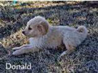 Mutt Puppy for sale in Altus, OK, USA