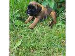 Boxer Puppy for sale in Thompson, PA, USA