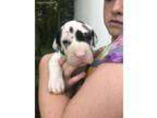Great Dane Puppy for sale in West Frankfort, IL, USA