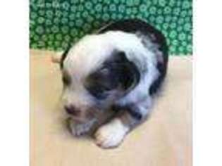 Miniature Australian Shepherd Puppy for sale in Independence, KS, USA