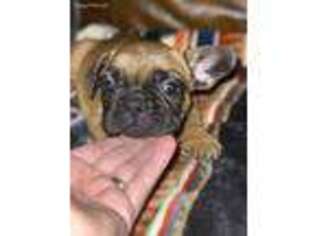 French Bulldog Puppy for sale in Ohio City, OH, USA