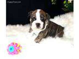 Bulldog Puppy for sale in Rapid City, SD, USA